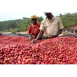 Kép 2/14 - Burundi Rugazi single origin, szemes ültetvénykávé - 500g - limitált kiadás