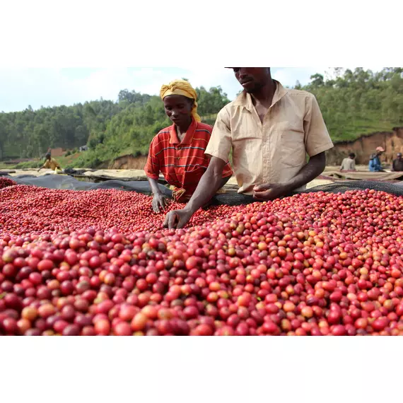 Burundi Rugazi single origin, szemes ültetvénykávé - 500g - limitált kiadás